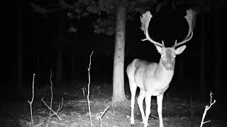 il sentiero nella foresta e i suoi animali !!  Fototrappolaggio in Appennino!!