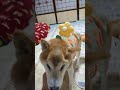 人気者の真似してみた柴犬　 shiba 柴犬