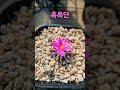 꽃 흑목단 선인장 선원다육식물원01028496469 succulent plant ソンウォン多肉植物 반려식물 다육 유럽식물 아프리카식물 야생화 희귀식물 공기정화식물 강화 선원면