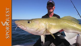 Amazing Sea Fishing Cod action from Iceland 🐟