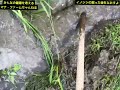 【目線】イノシシのぶっ壊した畦を直す 自給自足　 獣害　 イノシシ　 猪