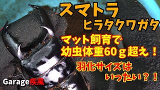 スマトラヒラタクワガタ羽化　マット飼育で幼虫体重60ｇ超え！　羽化したサイズが凄かった！　#クワガタ #カブトムシ