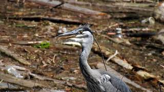 のどをブルブル･･･アオサギ\u0026カワウ /  Grey Heron \u0026  Great Cormorant