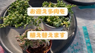 【多肉植物】見つけるとついついお迎えしてしまう多肉と思い出の多肉を植え替えます🌱