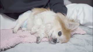 真夜中に幸せそうな表情を浮かべる老犬チョッピ