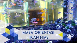 IPB PEDIA :  Proses Adaptasi Ikan Hias