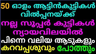 നല്ലയിനം വളർത്താൻ പറ്റിയ ആട്ടിൻകുട്ടികൾ ഇഷ്ടം പോലെ ആടുവളർത്തുന്നവർ ഈ വീഡിയോ കാണണ പിന്നെ പശുവും