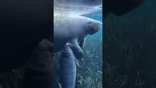 அமைதியான கடல் பசு|| Amazing Manatee Feeding Facts || Tamil Info Share #shorts