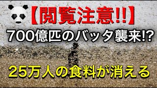 【閲覧注意】【衝撃映像あり】700億匹のバッタにより25万人の食料が消える！！日本への影響は？70年に一度の大発生！