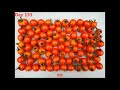 growing sweet million tomato from seeds to harvest in 166 days