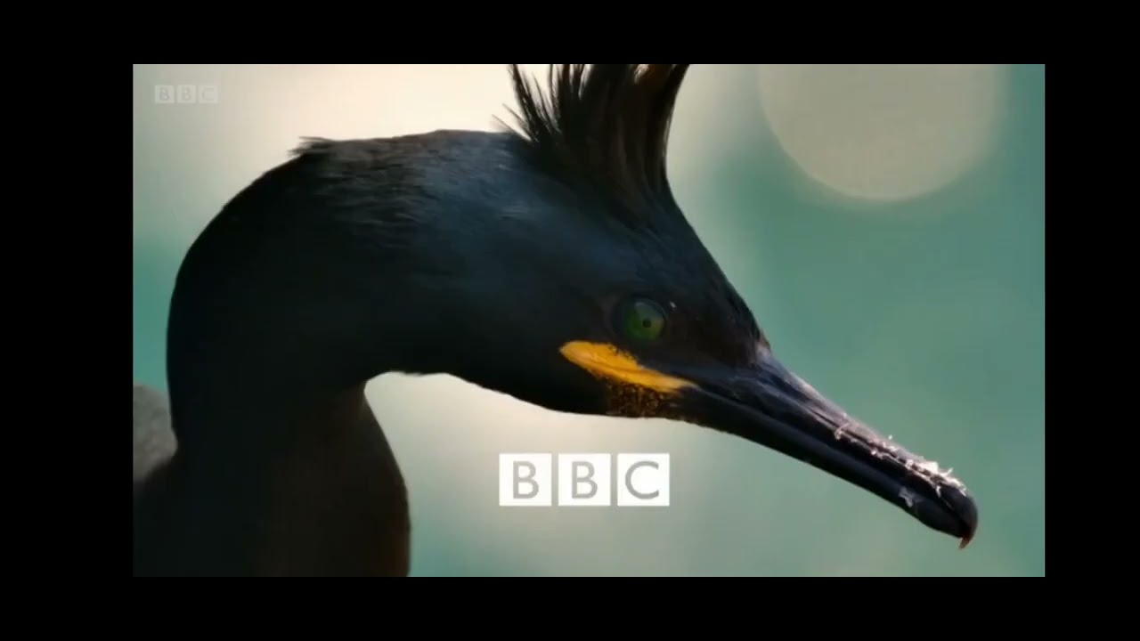 Springwatch Song Intro Youtube