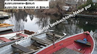 Ausflug Tiefwerder Wiesen zum Kanufahren und Büffel beobachten in Berlin-Spandau Ausflugmama-Berlin