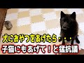 甲斐犬一休、子猫への愛が止まらない