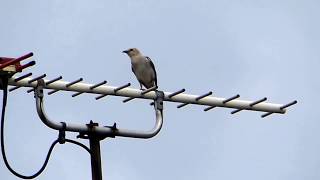 Family Flock of Chestnut-cheeked Starlings on the Perch 子連れのコムクドリが脱糞し電線から飛び去る（野鳥）