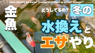 【冬の金魚①】水換えや餌はどうしてる?屋外 小屋飼育 関東東錦 @peperia