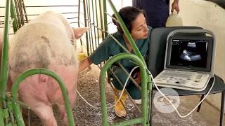 Funcionalidad de las ecografías en cerdas | La Finca de Hoy