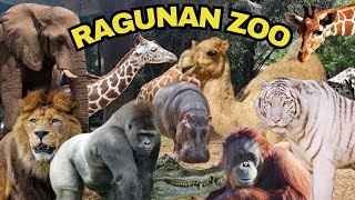 UPDATE TERBARU Kebun Binatang Ragunan Zoo 2025 | Harga Tiket, Hewan Hewan \u0026 Wahana Permainan