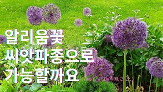 알리움 씨앗파종으로 꽃이 필까요?/정원에 알리움씨앗 바로 직접 털어심기/ 알리움 심는 방법/리아트리스 씨앗파종/Alliums from seeds to flowers