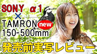 【発売前実写レビュー】タムロン 150-500mm F/5-6.7 Di III VC VXD (Model A057)×Sony α1 TAMRON Eマウント 【野鳥撮影 バードウォッチング】