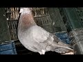 এই দুইটায় জোড়া সেল হবে লাগলে নিতে পারেন birds kobuter pigeon