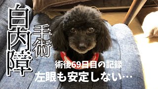 白内障手術 術後69日目の記録  安定しない左眼 失明させたくない 【トイプードル多頭飼い】【白内障手術】