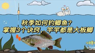 秋季如何钓鲫鱼？掌握3个诀窍，竿竿都是大板鲫