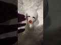 雪だるまくん達に挨拶してから出勤。 2025年1月13日 　yukidarumakun tachi〜little snowmen　 snow winter 雪だるま