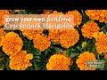 Sow Right Seeds | Crackerjack Marigolds