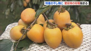 三重・御浜町特産 愛宕柿の収穫はじまる 干し柿で吊るしやすいように枝をT字型に(2022/11/10)