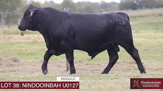 LOT 38: NINDOOINBAH 2025