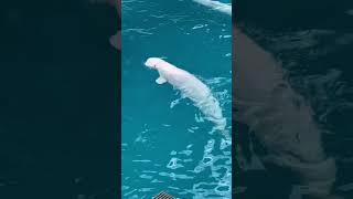 シロイルカの自由時間♡aquarium・dolphin・beluga・ベルーガ・animal・trip・travel・Japan・yokohama・八景島シーパラダイス・日本・横浜・観光地