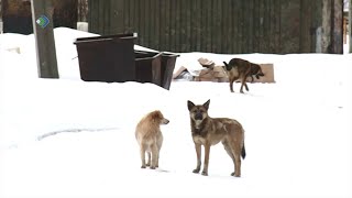 В Коми очередной случай нападения бездомных собак