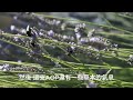 ep01 真正薰衣草