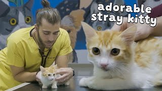 Sick Stray Kitten! ( Taking Care of Adorable Kitten )