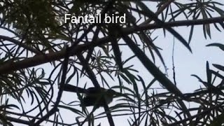 Call of  Grey Fantail bird