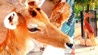 Formosan Sika Deer | 🦌 | Pets Animals official