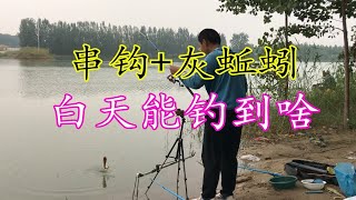 继续测试灰蚯蚓 白天打串钩 比夜钓效果还好 看看都钓到了些啥