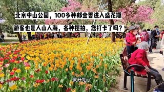 北京中山公園，郁金香和牡丹花開的太漂亮了！吸引的游客人山人海