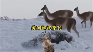 美洲獅突然出擊偷襲！瞬間就捕獲一頭原駝#動物世界#動物解說