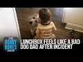 Lunchbox Feeling Like A Bad Dog Dad After Incident