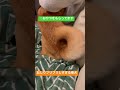 【おかあさんといっしょ】おしりフリフリしすぎる柴犬。おかあさんと一緒の曲にのせて