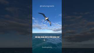 Albatross: Takes 46 Days to Travel Around The World! #short #albatross