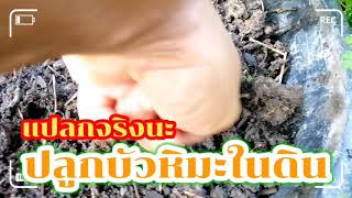 ฤกษ์ปลูก​#บัวหิมะ​ แดนอีสาน