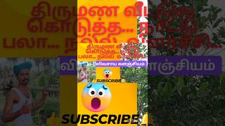 திருமண வீட்ல கொடுத்த நாட்டு பலா... நல்ல வளர்ச்சி! #விவசாய களஞ்சியம்...