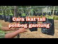 Tutorial ikat tali polibeg tanaman fertigasi gantung (para)| menggunakan tali rafia