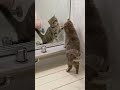 鏡を初めて見た猫 shorts