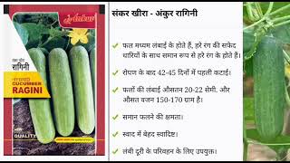 ANKUR HYBRID CUCUMBER 🥒🥒 🥒 RAGINI SEEDS # संकर खीरा 🥒🥒 अंकुर रागिनी # Agriculture Bihar