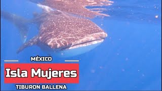 ISLA MUJERES tour TIBURON BALLENA,  México.