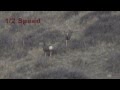 Mule Deer Buck Shot in Slow Motion. 338 Lapua