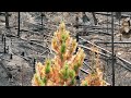 centennial lake fire thick smoke blanketed ottawa eastern ontario and western quebec. aerial views